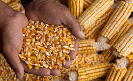Yellow corn maize kernels